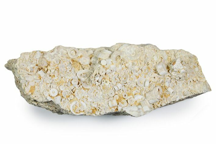 Mississippian Fossil Crinoid Stem Cluster - Kentucky #358766